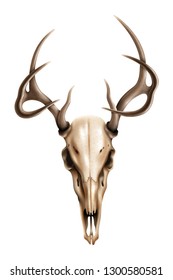 Realistic deer skull with the texture of the bone and drawn in detail horns on white background isolated vector illustration