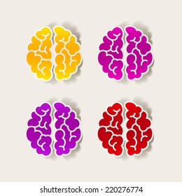 realistic design element: brain. Vector Illustration