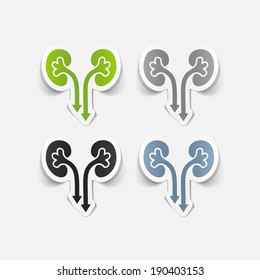 realistic design element: kidneys