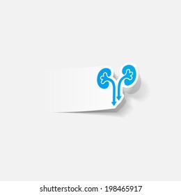 realistic design element: kidneys, medical