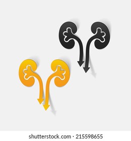 realistic design element: kidneys, medical