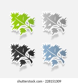 realistic design element: parsley, dill