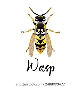 Realistic design of a wasp on a white background. Isolated design. Bright, yellow wasp with highlights. As a separate element or as a logo design. Insect