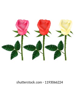 Realistic Detailed 3d Color Flower Rose Set Include of Green Leaves, Bud, Branch and Petals. Vector illustration