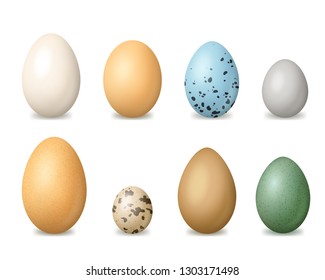 Realistic Detailed 3d Colorful Bird Eggs Different Shape Set of Quail and Chicken. Vector illustration of Egg