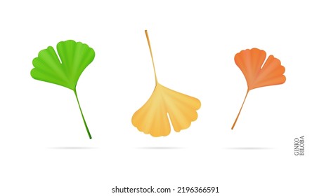 Realistic Detailed 3d Different Ginkgo Biloba Leaves Set Isolated on a White Background. Vector illustration of Ginko Leaf