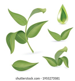 Realistic Detailed 3d Different Green Leaves Set. Vector