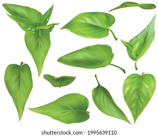 Realistic Detailed 3d Different Green Leaves Set. Vector illustration of Fresh Tea Leaf with Drops