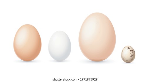 Realistic Detailed 3d Different Types and Sizes Eggs Set. Vector