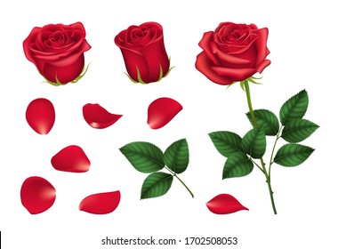 Realistic Detailed 3d Elements Set of Red Roses Include of Flower, Leaf and Bud. Vector illustration