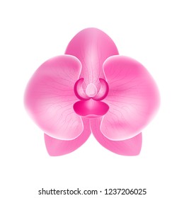 Realistic Detailed 3d Flower Orchid Blossom Plant Isolated on White Background Beautiful Floral Decoration for Web. Vector illustration