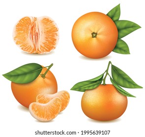 Realistic Detailed 3d Fresh Tangerines with Green Leaves Set Ripe Citrus Concept. Vector illustration of Tangerine