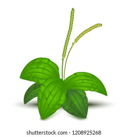 Realistic Detailed 3d Green Leaves Plantago Major Organic Nature Medicinal Herb . Vector illustration of Healthy Plantain Foliage