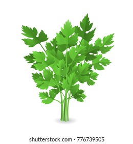 Realistic Detailed 3d Green Raw Parsley Spice Ingredient for Healthy Food or Salad. Vector illustration of Herb Branch Condiment