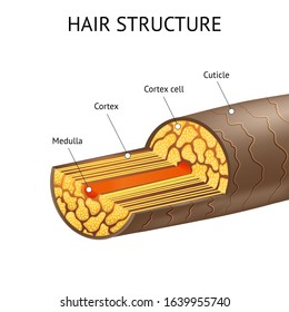 Realistic Detailed 3d Hair Structure Ad Poster Card Beauty and Health Concept . Vector illustration of of Layer Scheme