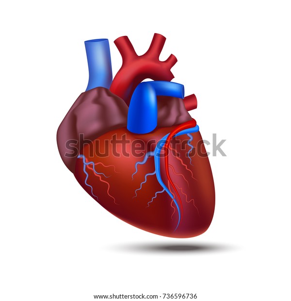 人間の詳細な3d解剖学の心臓の接写は 心臓血管器官と身体医療医療のコンセプトのシンボルを見ることができます ベクターイラスト のベクター画像素材 ロイヤリティフリー