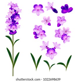 Lavender Flower Icon Images, Stock Photos & Vectors | Shutterstock