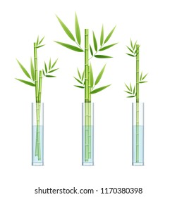 Realistic Detailed 3d Lucky Bamboo Plant or Dracaena Sanderiana Set in Glass Vase for Interior Home. Vector illustration