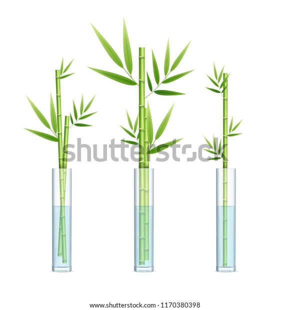 Realistic Detailed 3d Lucky Bamboo Plant Stock Vector Royalty