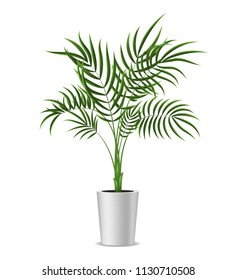 Realistic Detailed 3d Potted Green Tropical Palm Tree Houseplant for Decoration Interior Home and Office. Vector illustration