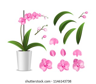 Realistic Detailed 3d Potted Tropical Orchid and Elements Petal, Stalk and Pot. Vector illustration of Exotic Flower