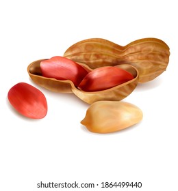 Realistic Detailed 3d Raw Peanut in Nutshell and Peeled Kernels Set. Vector illustration of Peanuts Snack