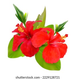 Realistische, detaillierte 3D-Rote Hibiskus-Blumenknospen und grüne Blätter einzeln auf weißem Hintergrund. Vektorgrafik der Chinesischen Rose