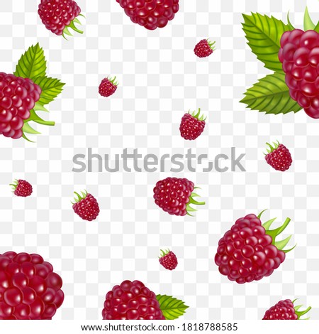 Realistic Detailed 3d Red Raspberry Berries Seamless Pattern Background on a Transparent. Vector illustration of Berry