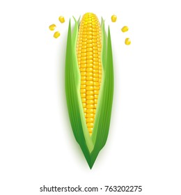 Realistic Detailed 3d Ripe Corncobs with Yellow Corns Natural Vegetarian Food Isolated on White Background. Vector illustration of Maize