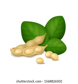 Realistic Detailed 3d Soybean with Green Leaves Ingredient for Vegan Product Tofu and Milk. Vector illustration