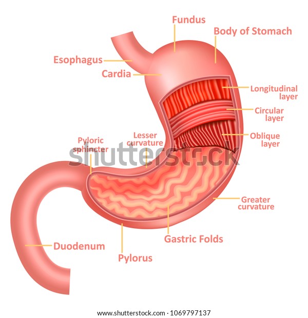 Realistic Detailed 3d Stomach Anatomy Internal Stock Vector (Royalty