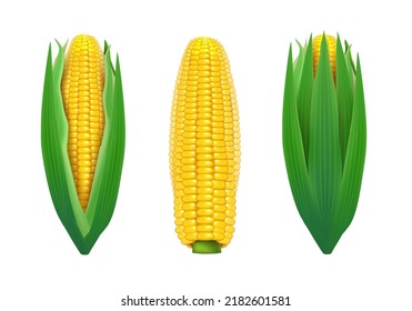 Realistic Detailed 3d Sweet Organic Corn Cob With Green Leaf Set Isolated On A White Background. Vector Illustration