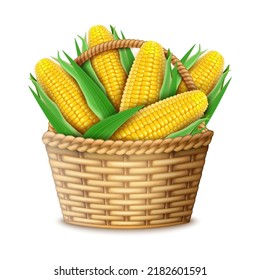 Realistic Detailed 3d Sweet Organic Corn Cob and Rattan Basket with Handle Isolated on a White Background. Vector illustration