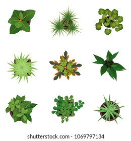 Realistic Detailed 3d Top View Green Plants Set for Home and Office. Vector illustration of Plant or Houseplant