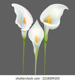 Flores 3d de Calla blanca detalladas y realistas de flores de lirio le dan un bello elemento de decoración vegetal para el diseño de aplicaciones y web. Ilustración del vector