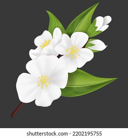 Realistic Detailed 3d White Jasmine Flower . Vector illustration of Beautiful Blooming Jasmin Branch with Green Leaves