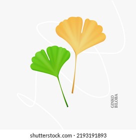 Realistic Detailed 3d Yellow and Green Ginkgo Biloba Leaves Set for Medicine and Cosmetic Products. Vector illustration