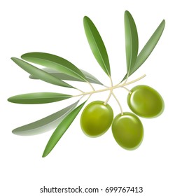 Realistic Detailed Color Olives Branch with Leaves Fresh Healthy Vegetable Food Tasty Organic Vitamin. Vector illustration of olive 3d