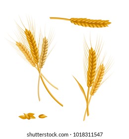 Realistic Detailed Color Wheat Ear Agriculture Farm Fresh Healthy Tasty Organic Bread Food. Vector illustration of ears element