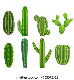 Realistic Detailed Green Cactus Plants Set Element Decoration Interior for Home, Shop or Office. Vector illustration of Desert Plant