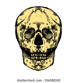 Realistic detailed hand drawn illustration of an old skull with cracks.