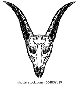 Realistic detailed  hand drawn illustration of an old goat skull with big horns isolated on white. Graphic vintage tattoo style image on occult theme. T-shirt print.