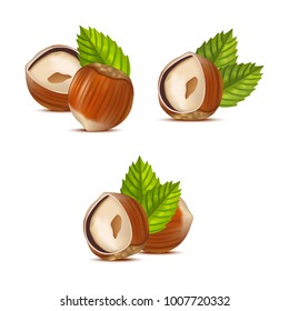 Realistic Detailed Hazelnut Nut Set for Restaurants and Cafes. Raw Natural Snack Food. Vector illustration
