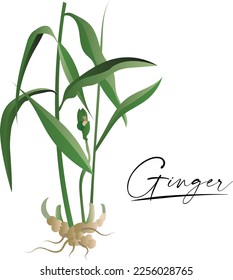 Realistic detailed illustration of ginger . Botanical drawing. Sketch hand drawn. Design elements for postcards, ads, promotional invitations, medical markets and vegetarian cafe.