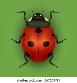 Realistic Detailed Insect Ladybug on a Green Background for Web Nature Wildlife. Vector illustration