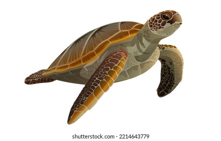 Realistic detailed ocean turtle, sea tortoise isolated on white background. Turtle swimming in motion side view. Exotic wildlife animal cartoon drawing with neck, head and fins. Vector illustration