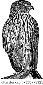 Realistic detailed sketch of a Cooper's hawk sitting of a roof svg