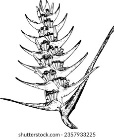 Realistic detailed sketch of a heliconia bird of paradise