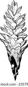Realistic detailed sketch of a pink cone ginger