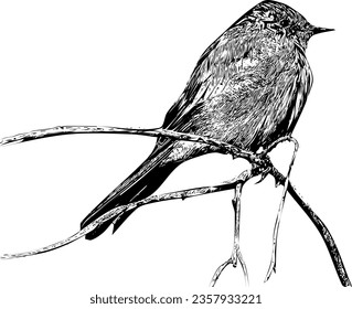 Realistic detailed sketch of a Say's Phoebe sitting on a branch svg
